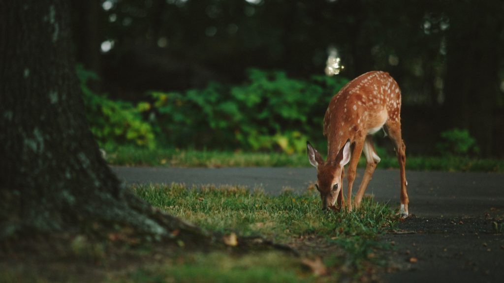 myths about auto insurance deer